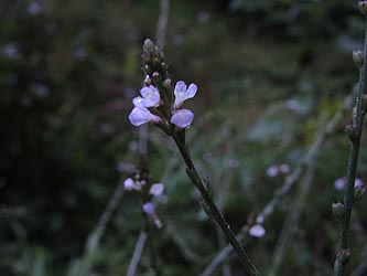 Verbena_officinalis_NSGTippelsberg_260814_ja03.jpg