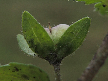 Veronica_agrestis_BO-Sevinghausen_Sevinghauser_Weg_301218_ja07.jpg