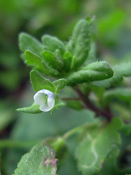 Veronica_agrestis_BOWattenscheid090711_ja06.jpg