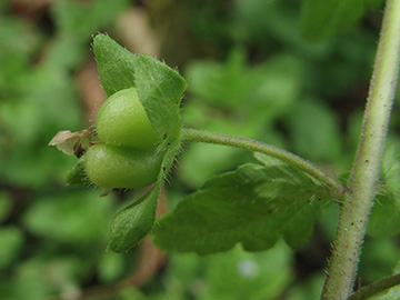 Veronica_agrestis_BOWattenscheid090711_ja11.jpg