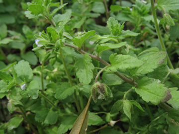 Veronica_agrestis_BOWattenscheid090711_ja12.jpg