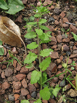 Veronica_agrestis_BOWattenscheid090711_ja13.jpg