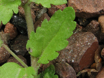 Veronica_agrestis_BOWattenscheid090711_ja13_2.jpg