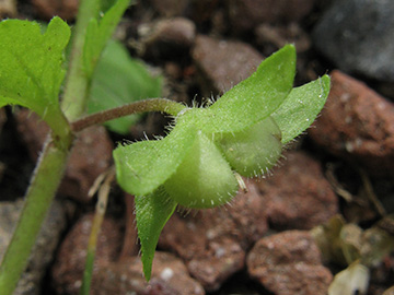 Veronica_agrestis_BOWattenscheid090711_ja15.jpg