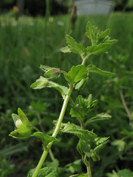 Veronica_agrestis_BOWattenscheid090711_ja17.jpg