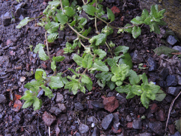 Veronica_agrestis_HATBlankenstein_220915_ja01.jpg