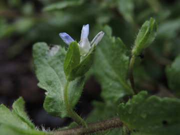 Veronica_agrestis_HATBlankenstein_220915_ja05.jpg