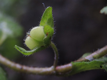 Veronica_agrestis_HATBlankenstein_220915_ja08.jpg