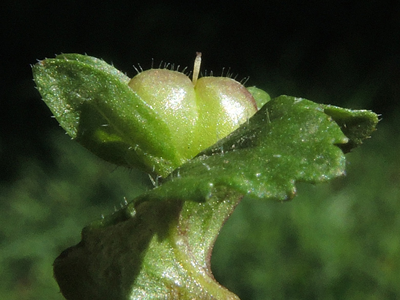 Veronica agrestis