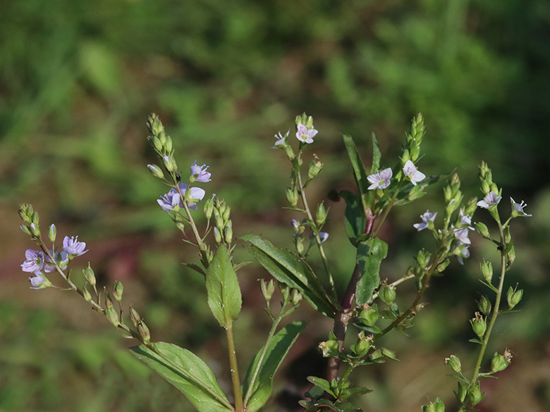 Veronica_anagallis-aquatica_catenata_Lippborg_Lippeaue_250819_ja06.jpg