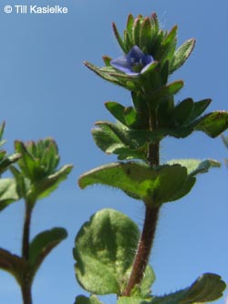 Veronica_arvensis_HERCrange050513_TK01.jpg