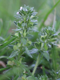 Veronica_arvensis_WAT160515_CB01.jpg