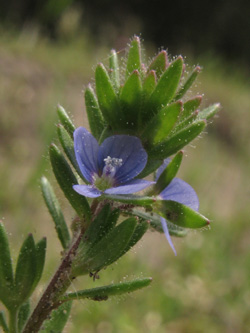 Veronica_dilenii_Silberthal_Steinbach_Vogesen2016_190516_ja00.jpg