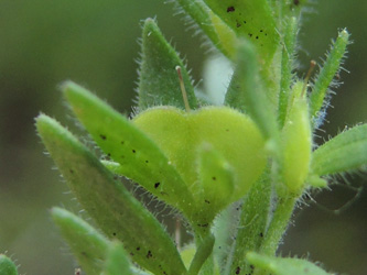 Veronica_dilenii_Silberthal_Steinbach_Vogesen2016_190516_ja06.jpg