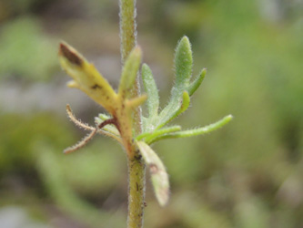 Veronica_dilenii_Silberthal_Steinbach_Vogesen2016_190516_ja07.jpg