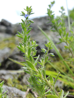 Veronica_dillenii_Silberthal_Steinbach_Vogesen2016_190516_ja00.jpg
