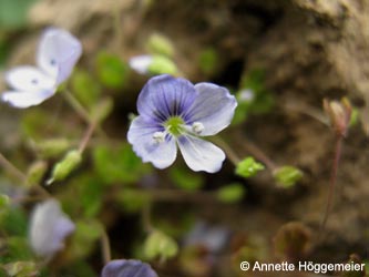 Veronica_filiformis_BODahlhausen010510_ho01.jpg