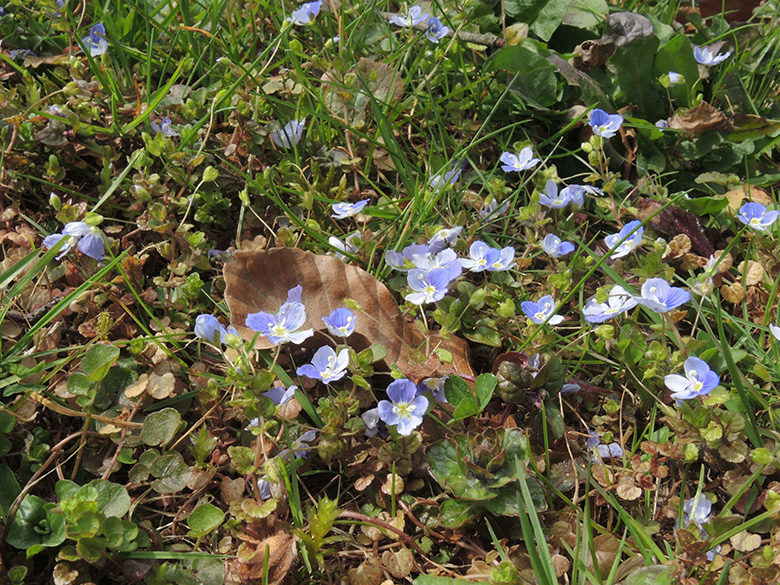 Veronica filiformis