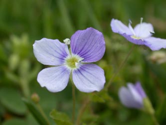 Veronica_filiformis_ja14.jpg