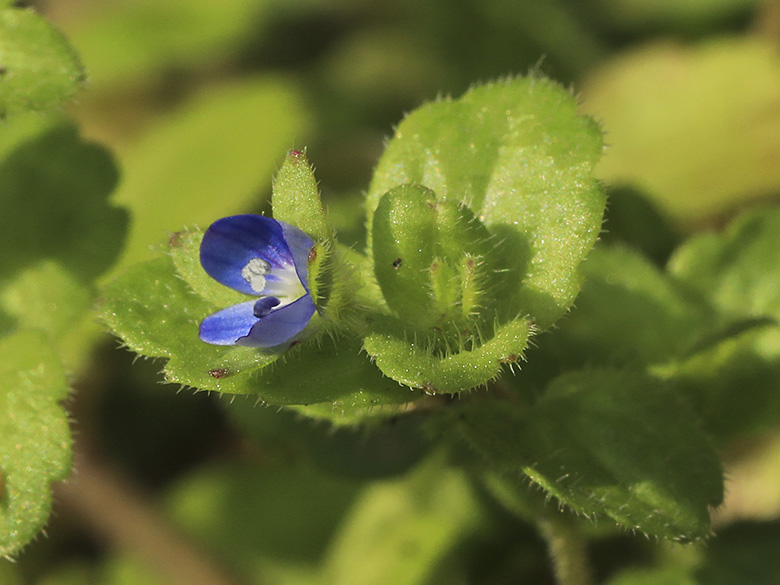 Veronica_opaca_230619_HGeier03.jpg