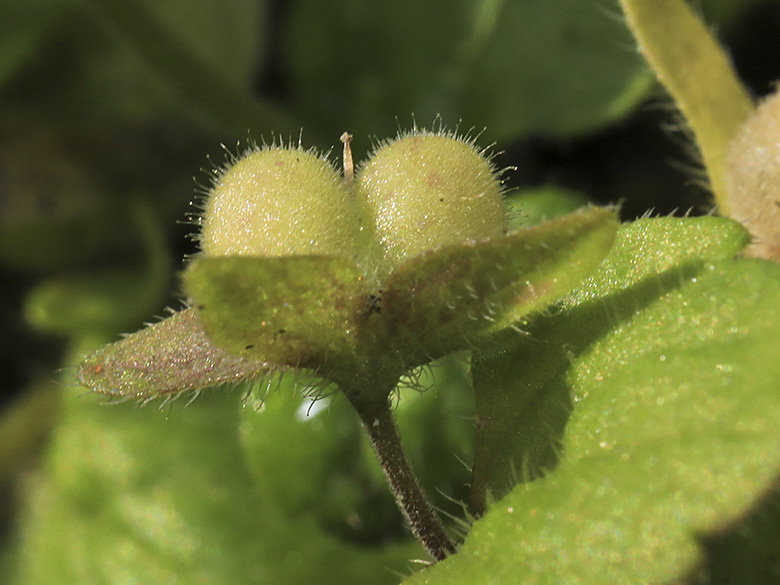 Veronica_opaca_230619_HGeier15.jpg