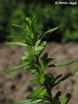 Veronica_peregrina_BORoncalli120609_ja02.jpg