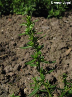 Veronica_peregrina_BORoncalli120609_ja04.jpg