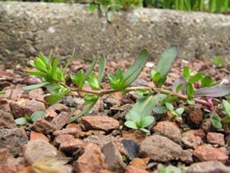 Veronica_peregrina_BOWeitmarFriedhofMatthaeus100510_ja01.jpg