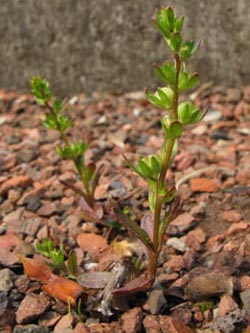 Veronica_peregrina_BOWeitmarFriedhofMatthaeus100510_ja03.jpg
