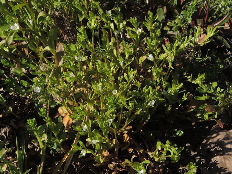 Veronica_peregrina_HAT-Niederwenigern_kath_Friedhof_100420_ja00.jpg