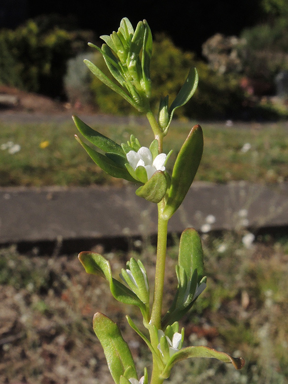 Veronica_peregrina_HAT-Niederwenigern_kath_Friedhof_100420_ja03.jpg