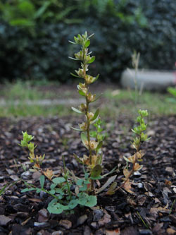 Veronica_peregrina_WITRuedinghausenFriedhof_071015_ja04.jpg
