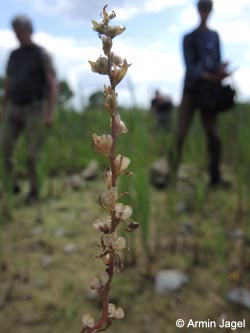 Veronica_peregrina_Wtal_Eskesberg_150614_ja02.jpg