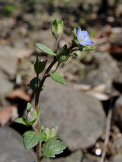 Veronica_praecox_Wahner_Heide_160414_ja04.jpg