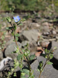 Veronica_praecox_Wahner_Heide_160414_ja12.jpg