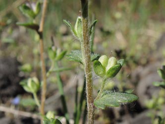 Veronica_praecox_Wahner_Heide_160414_ja19.jpg