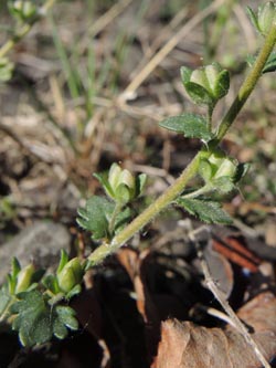 Veronica_praecox_Wahner_Heide_160414_ja20.jpg