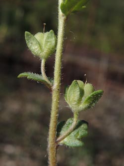 Veronica_praecox_Wahner_Heide_160414_ja25.jpg