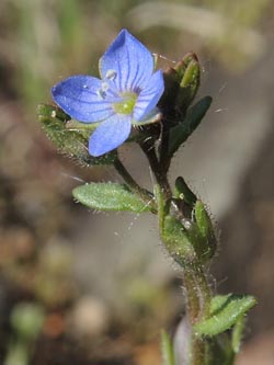 Veronica_praecox_Wahner_Heide_160414_ja31.jpg