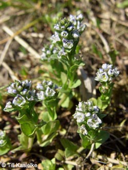 Veronica_serpyllifolia_HERCrange050513_TK01.jpg