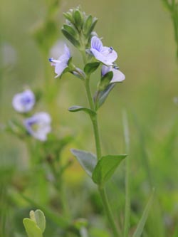 Veronica_serpyllifolia_WAT160515_CB01.jpg