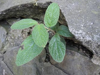 Viburnum_rhytidiphyllum_Bochum_Hoentrop_230714_TK02.jpg