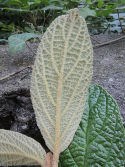 Viburnum_rhytidiphyllum_Bochum_Hoentrop_230714_TK04.jpg