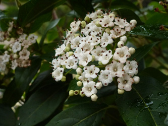 Viburnum_tinus_BOWeitmarFranziskusfriedhof_060316_ho01.jpg