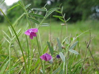 Vicia_angustifolia_HERWestring150512_ja04.jpg