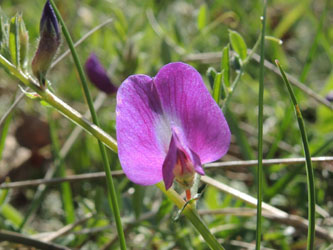 Vicia_angustifolia_angustifolia_030514_ja02.jpg