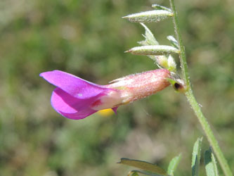 Vicia_angustifolia_angustifolia_030514_ja03.jpg