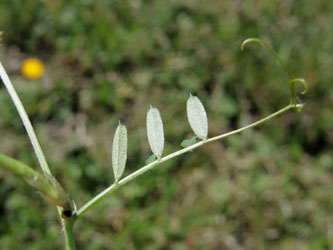 Vicia_angustifolia_angustifolia_030514_ja04.jpg