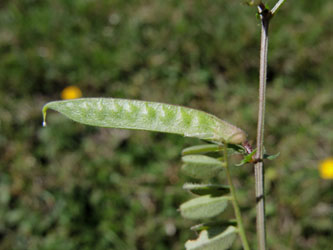 Vicia_angustifolia_angustifolia_030514_ja07.jpg