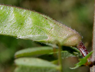 Vicia_angustifolia_angustifolia_030514_ja07_2.jpg